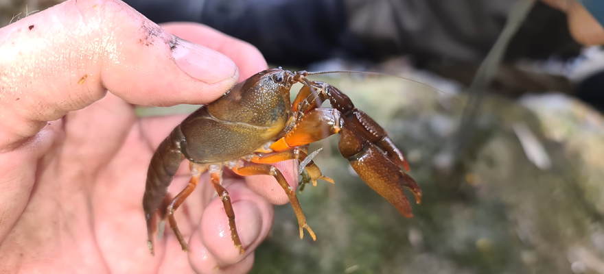 Hand holding a short-tailed rain crayfish from Lake Burbury