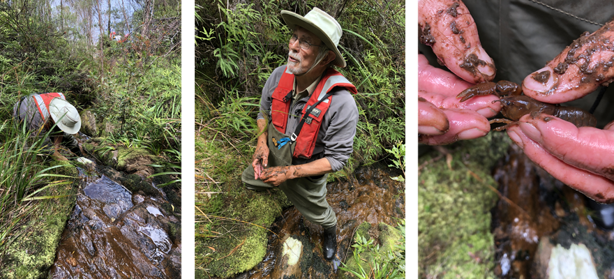 ECOtas' Associate Professor Alastair Richardson in the field, a renowned crayfish expert