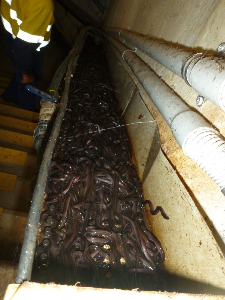 A chute full of eels inside a dam wall