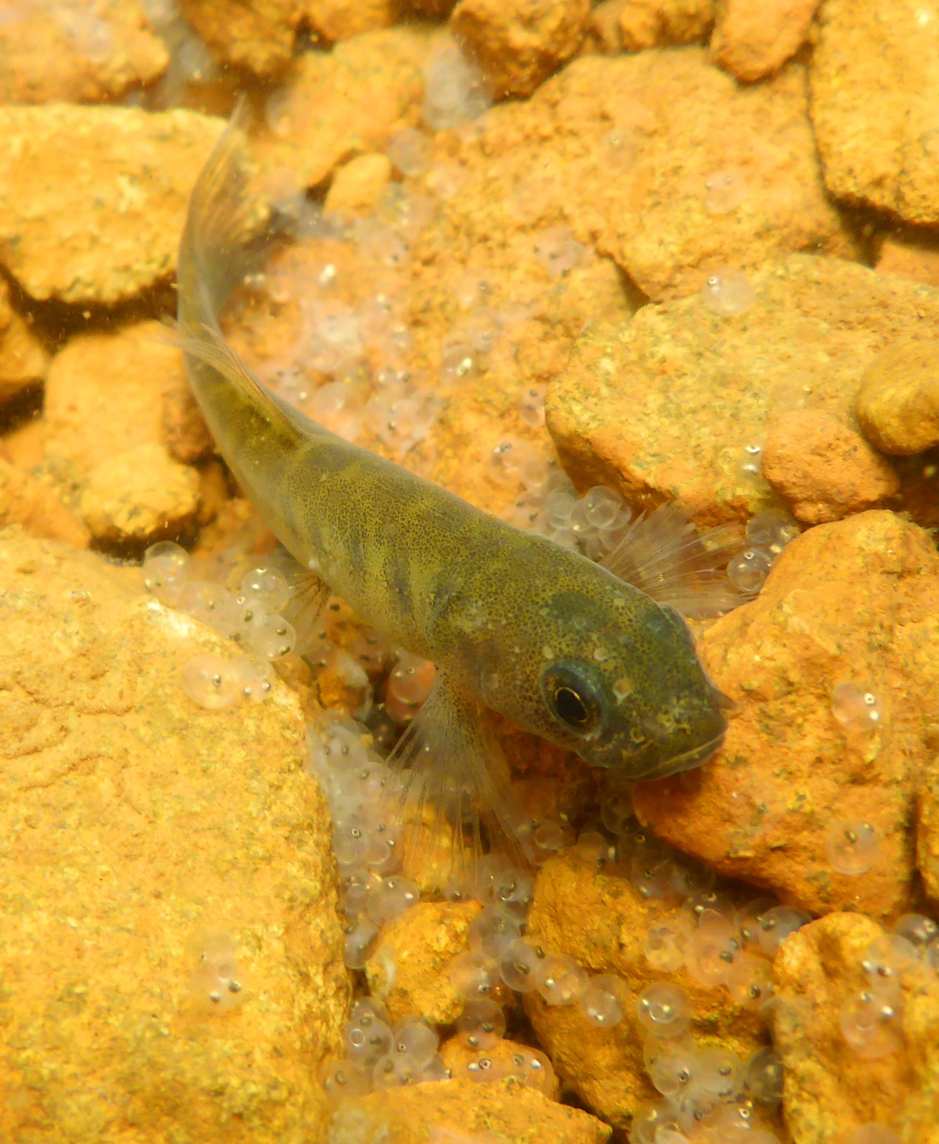 The Pedder Galasias on the lake floor guarding its precious eggs.