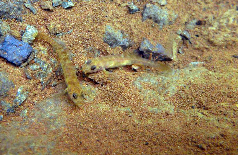 Two Pedder galaxiids in their new home at Lake Oberon