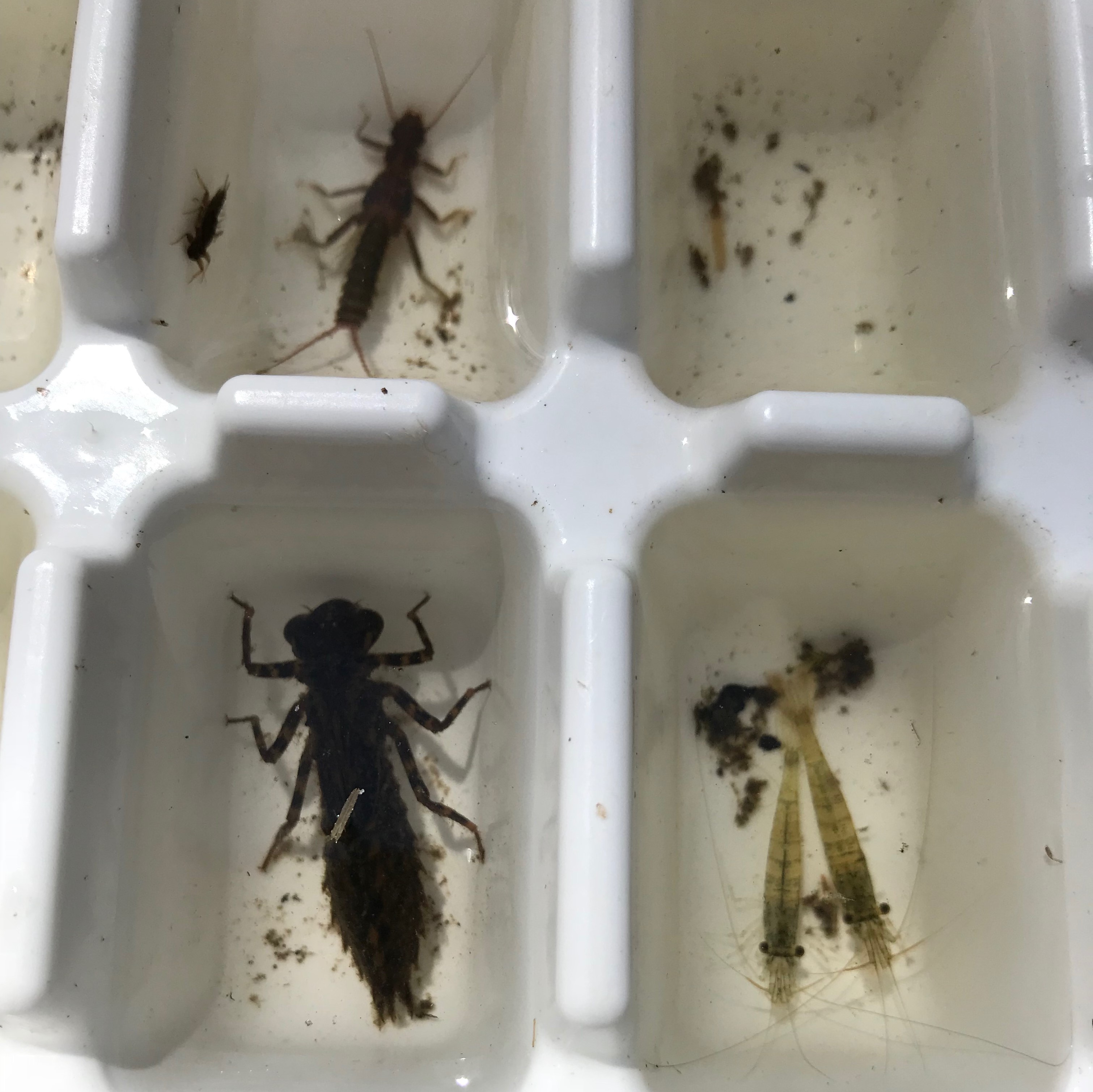 Waterbugs in tray - stonefly dragonfly freshwater shrimp