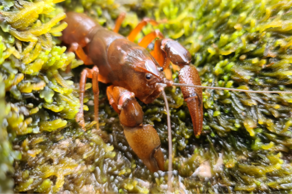 A crayfish