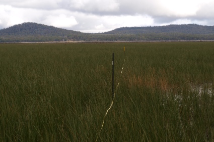 lagoon iland veg afterP4112643