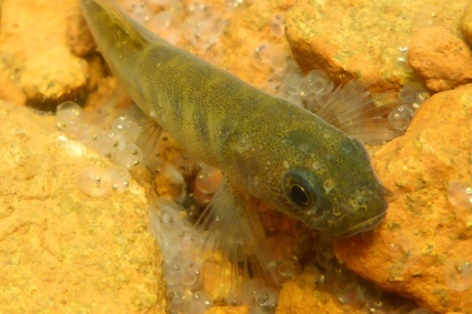 Pd with eggs January 2017