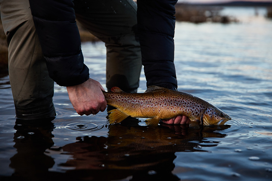 Tasmanian trout caught by fisherman