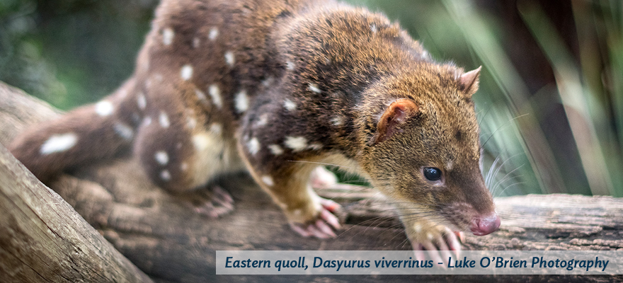 Tasmanian quoll - image taken by Luke O'Brien Photography