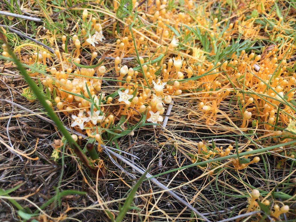 Yellow vine with small flowers growing across the ground