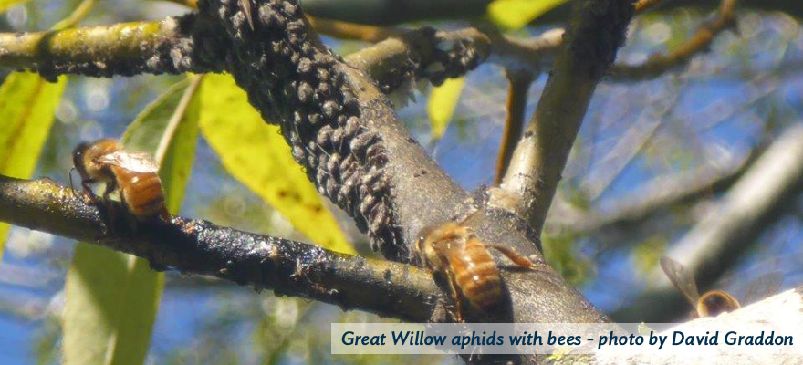 Giant Willow aphids with some honey bees - image credit: David Graddon