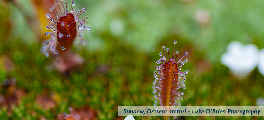 Sundew, image taken by Luke O'Brien Photography