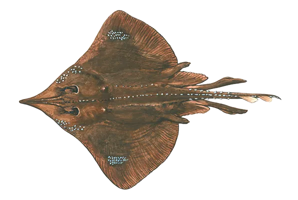 Maugean Skate_transparent