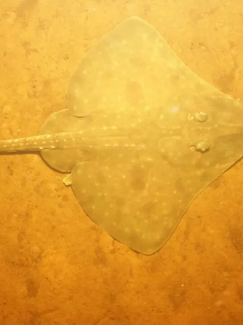 The endangered Maugean skate. Image Prof Neville Barrett, IMAS.