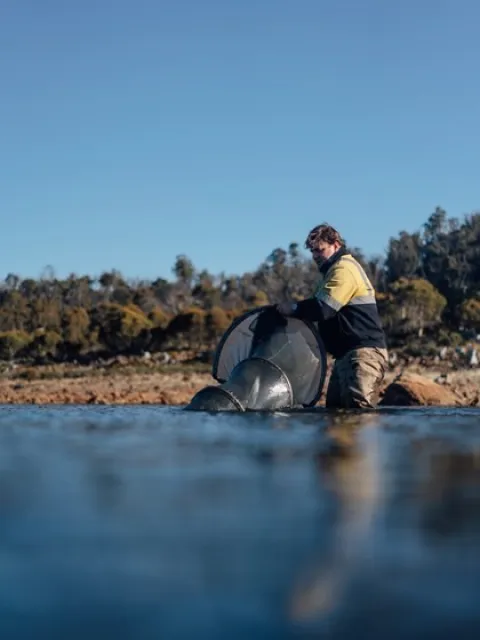 Fish surveying at Great Lake