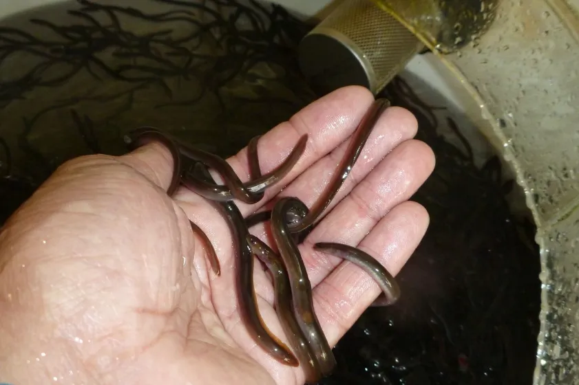Elvers in the hand