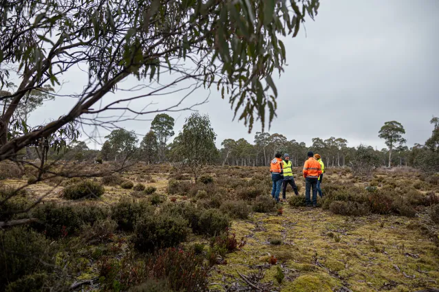 Workers in high vis jackets standing in a open wild grass field surrounded by eucalyptus