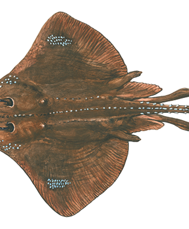 Maugean Skate_transparent